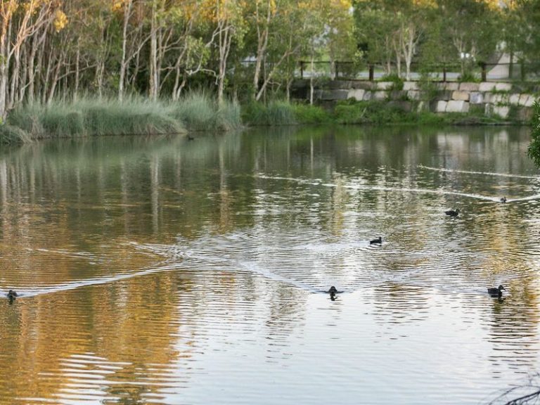 8 Wildflower Way, LITTLE MOUNTAIN QLD 4551 - photo 9