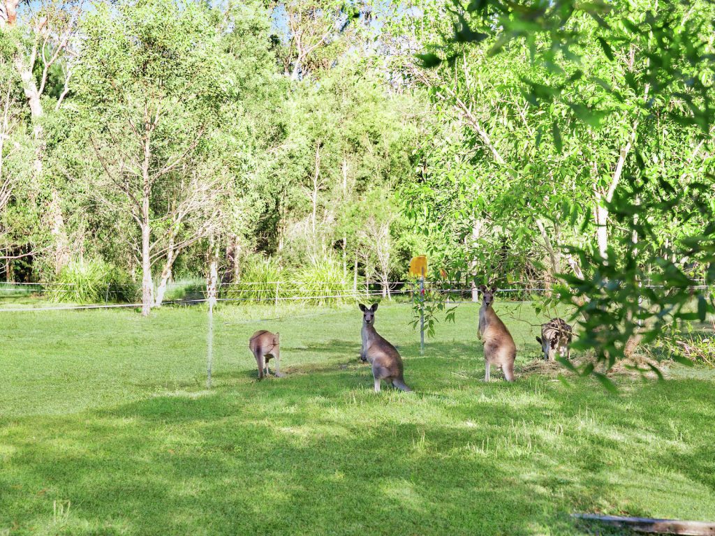 181 Hardwood Road, Landsborough QLD 4550 - photo 13