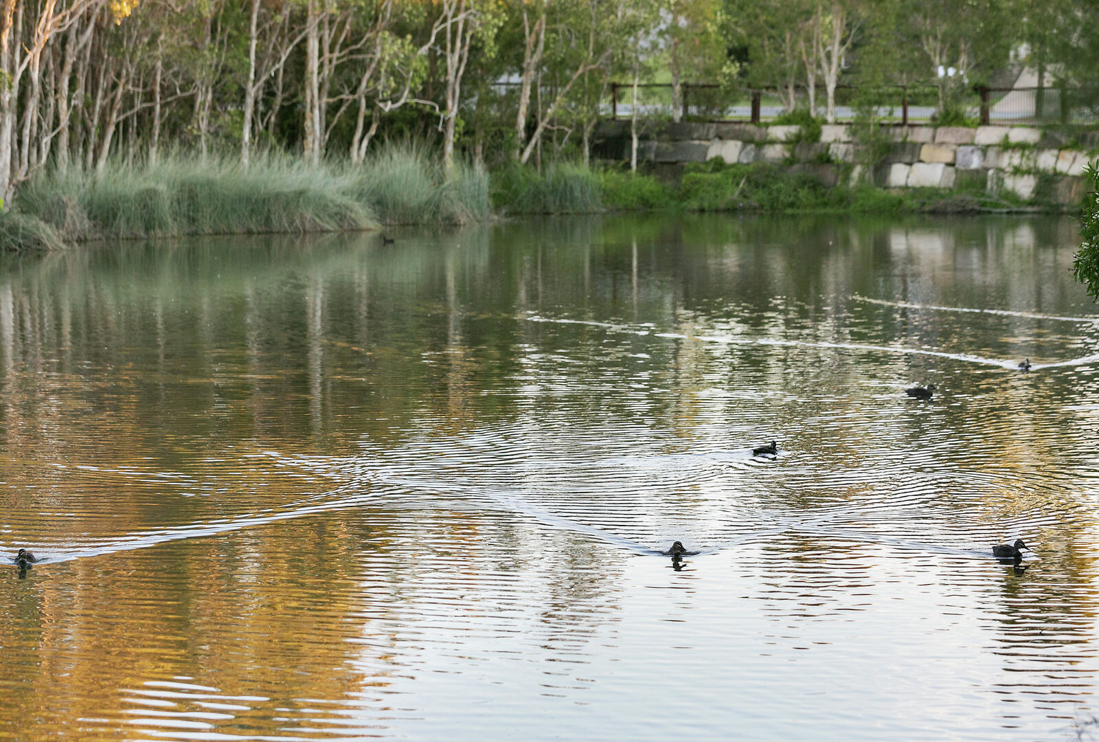 12 Park Hollow Mews, Little Mountain QLD 4551 - photo 19