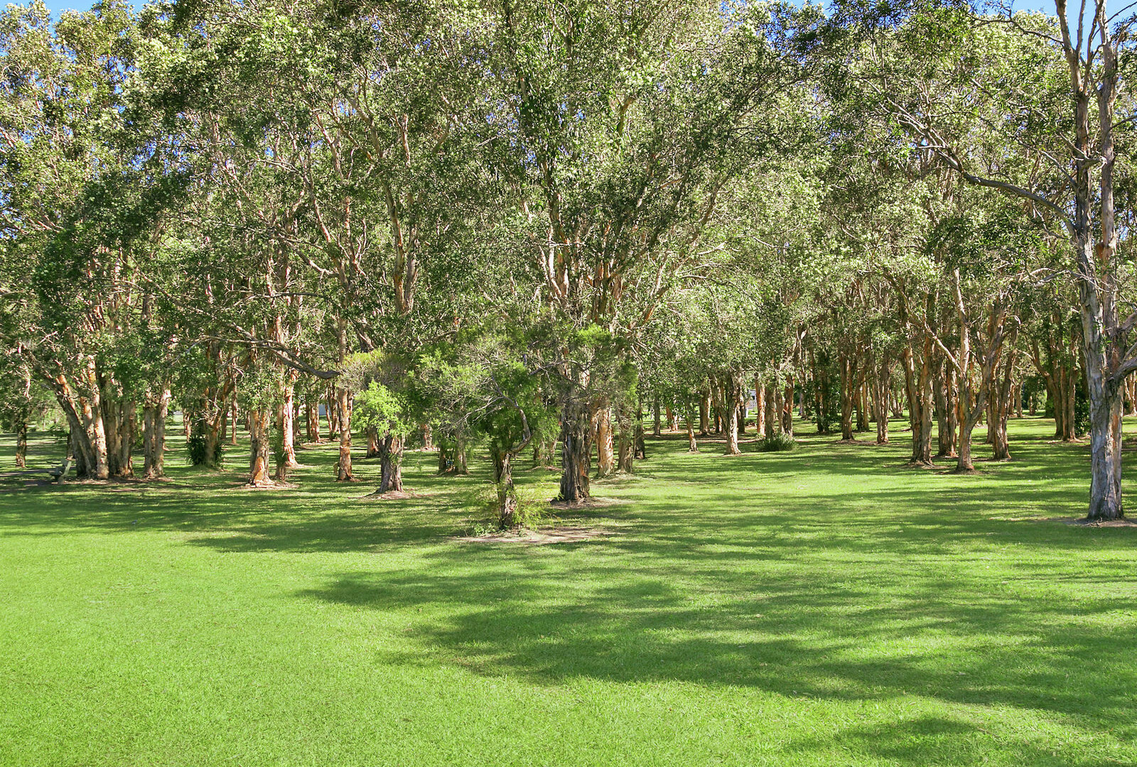 27 Liekefett Way, Little Mountain QLD 4551 - photo 11