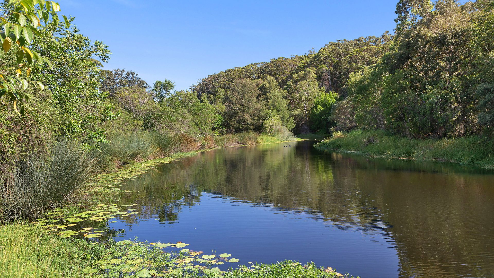 Sold - 28 Magnetic Lane - New Property in Meridan Plains - Real Estate by Nicki Colam